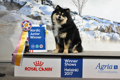 Vintiö - Nordic Junior Winner -17